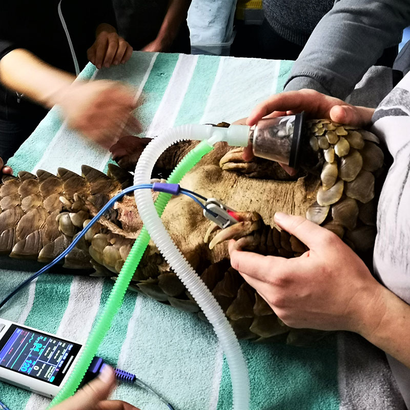 Live4Now-Reptile-COurse